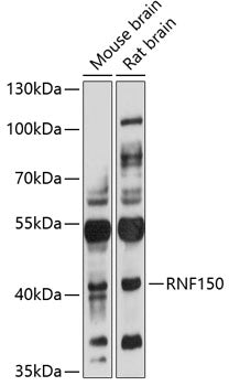 RNF150 Rabbit pAb