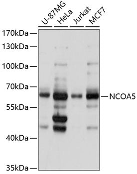 NCOA5 Rabbit pAb