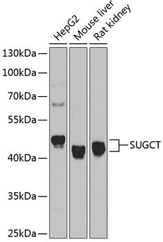 SUGCT Rabbit pAb