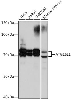 ATG16L1 Rabbit mAb