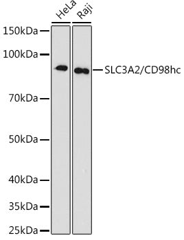 SLC3A2/CD98hc Rabbit mAb