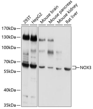 NOX3 Rabbit pAb