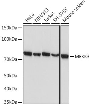 MEKK3 Rabbit mAb