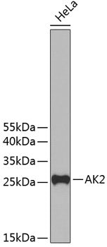 AK2 Rabbit pAb