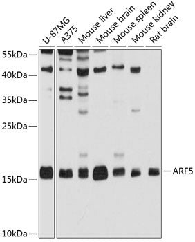ARF5 Rabbit pAb
