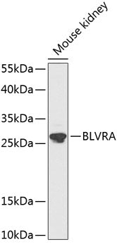 BLVRA Rabbit pAb