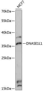 DNASE1L1 Rabbit pAb