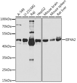 EIF4A2 Rabbit pAb