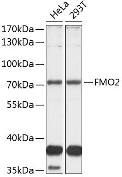 FMO2 Rabbit pAb