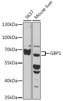 GBP1 Rabbit pAb