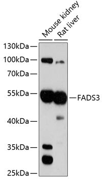 FADS3 Rabbit pAb