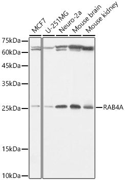 RAB4A Rabbit mAb
