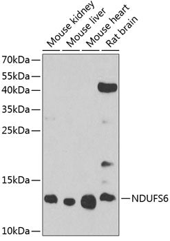 NDUFS6 Rabbit pAb