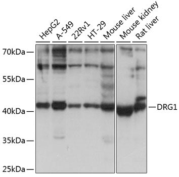 DRG1 Rabbit pAb