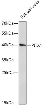 PITX1 Rabbit pAb
