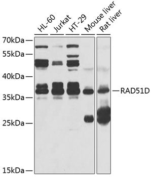 Rad51D Rabbit pAb