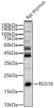 RGS16 Rabbit pAb