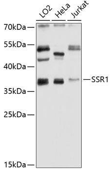 SSR1 Rabbit pAb