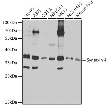 Syntaxin 4 Rabbit pAb