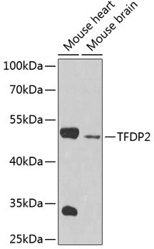 TFDP2 Rabbit pAb