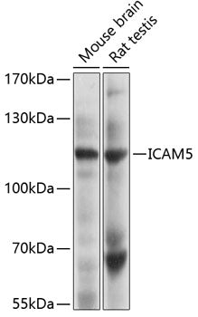 ICAM5 Rabbit pAb