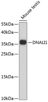 DNALI1 Rabbit pAb