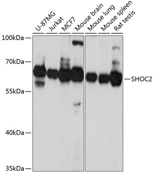 SHOC2 Rabbit pAb