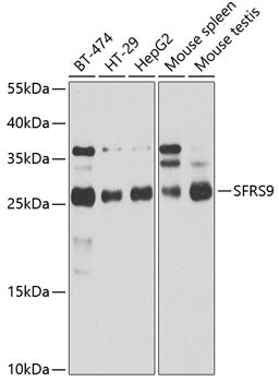 SFRS9 Rabbit pAb