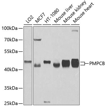 PMPCB Rabbit pAb