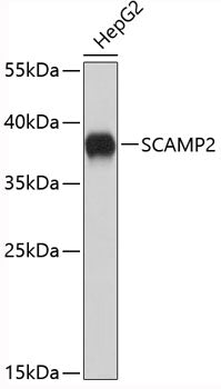 SCAMP2 Rabbit pAb