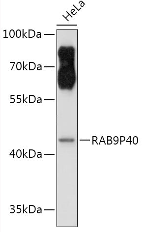RAB9P40 Rabbit pAb