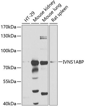 IVNS1ABP Rabbit pAb
