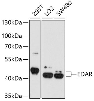 EDAR Rabbit pAb