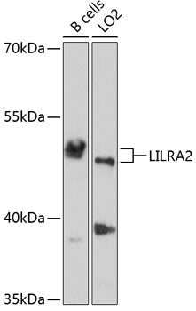 LILRA2 Rabbit pAb