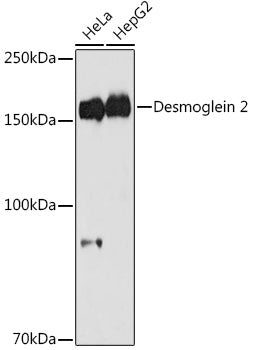 Desmoglein 2 Rabbit mAb