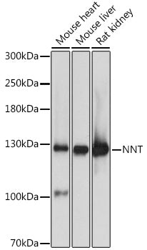 NNT Rabbit pAb