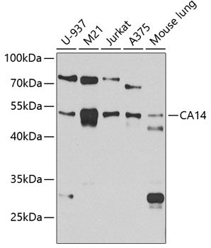 CA14 Rabbit pAb