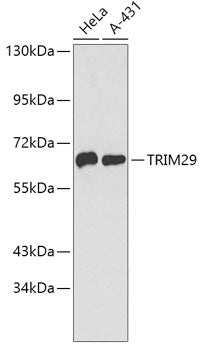 TRIM29 Rabbit pAb