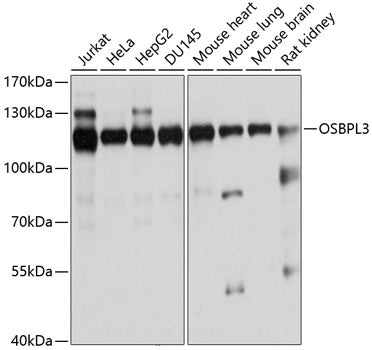 OSBPL3 Rabbit pAb