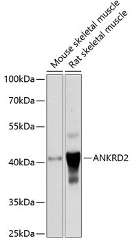 ANKRD2 Rabbit pAb