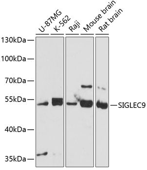 SIGLEC9 Rabbit pAb