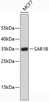 SAR1B Rabbit pAb