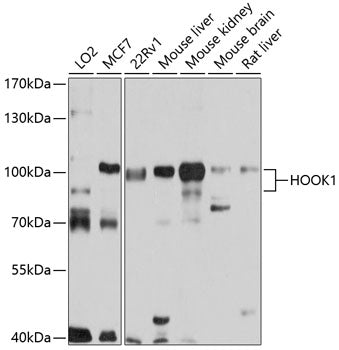 HOOK1 Rabbit pAb