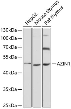 AZIN1 Rabbit pAb
