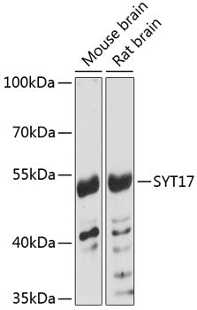 SYT17 Rabbit pAb