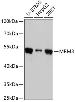 MRM3 Rabbit pAb