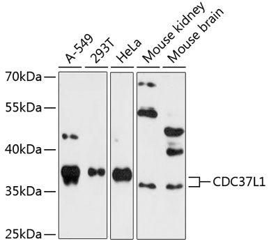 CDC37L1 Rabbit pAb