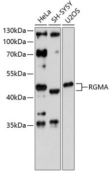 RGMA Rabbit pAb