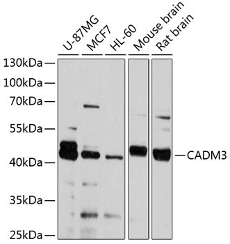 CADM3 Rabbit pAb