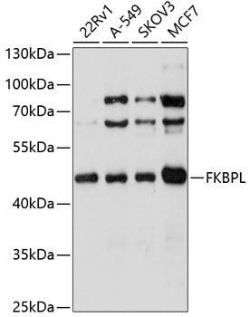 FKBPL Rabbit pAb
